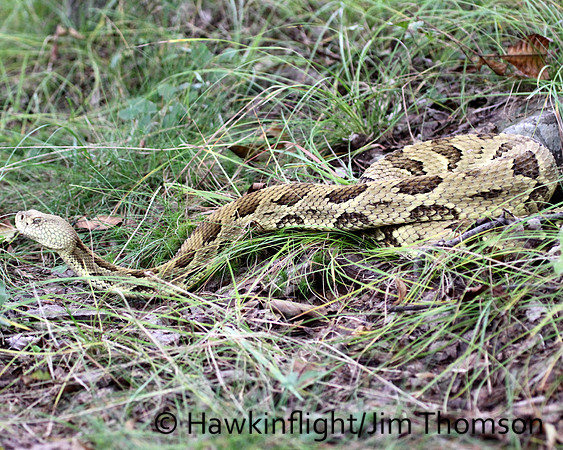 Timber Rattlesnake