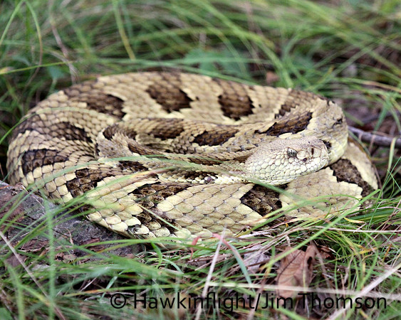 Timber Rattlesnake