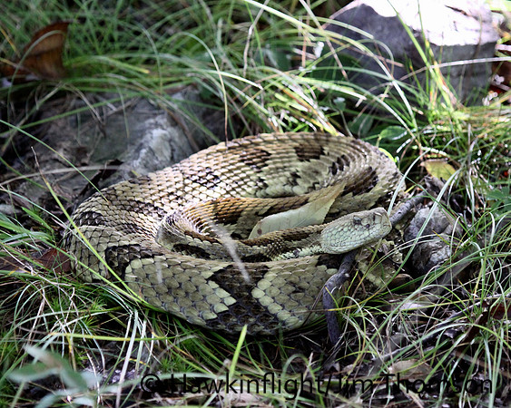 Timber Rattlesnake