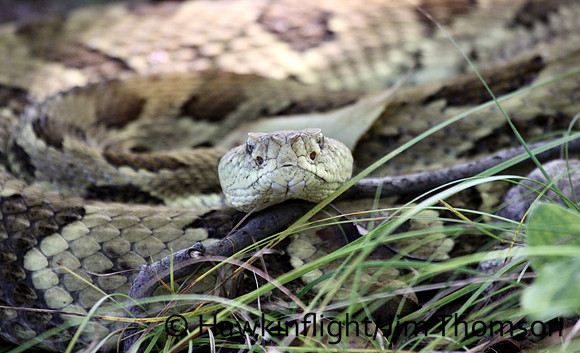Timber Rattlesnake