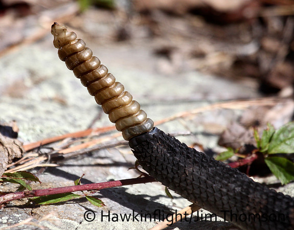 Timber Rattlesnake