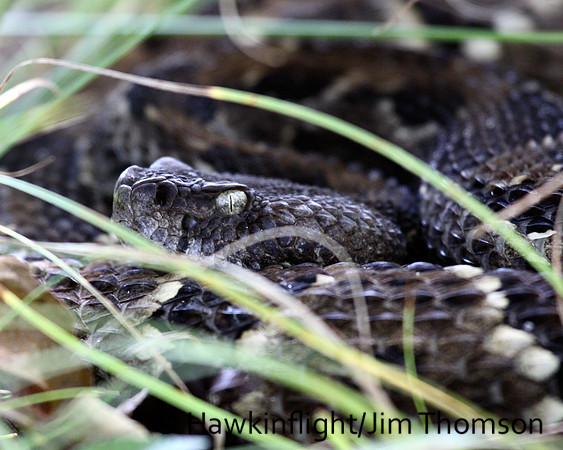 Timber Rattlesnake