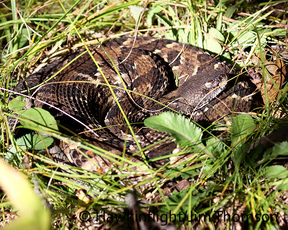 Timber Rattlesnake