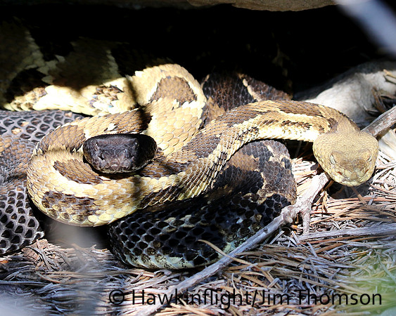 Timber Rattlesnake