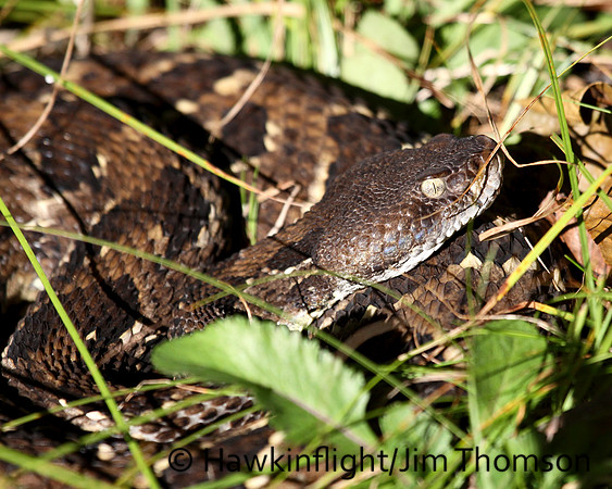 Timber Rattlesnake