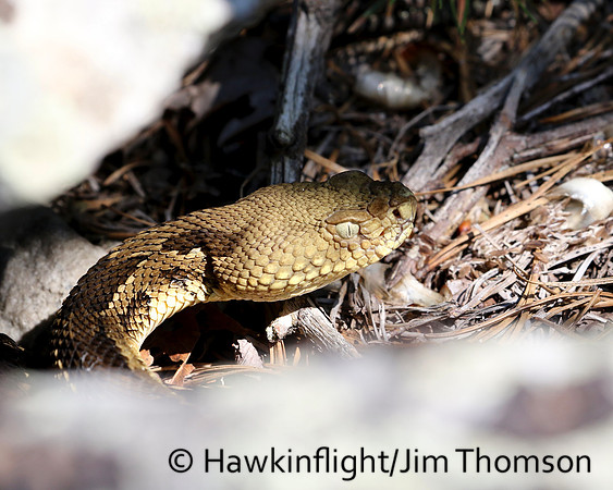 Timber Rattlesnake