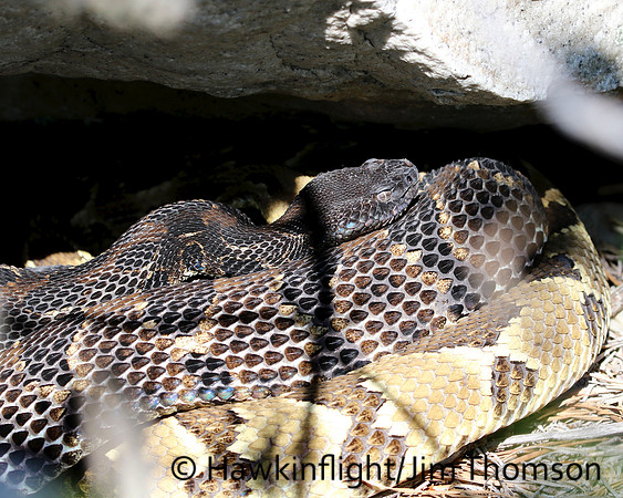 Timber Rattlesnake