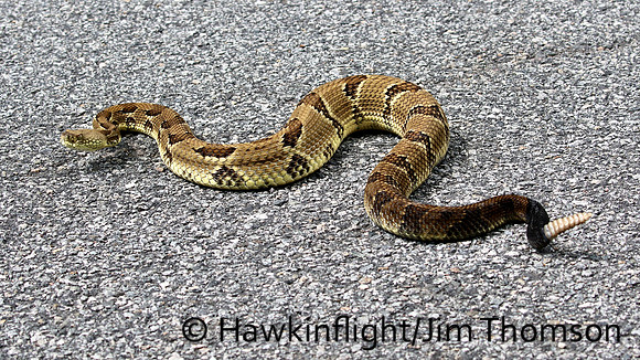 Timber Rattlesnake