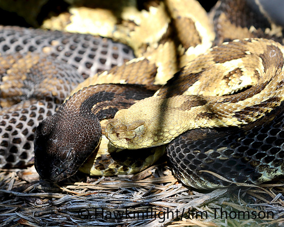 Timber Rattlesnake