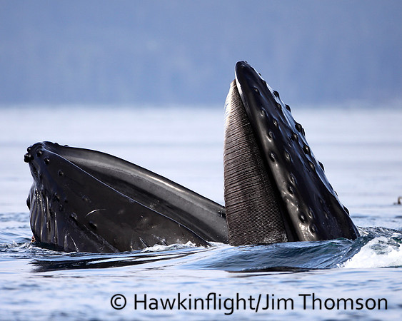 Humpback Whale