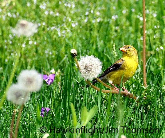 American Goldfinch