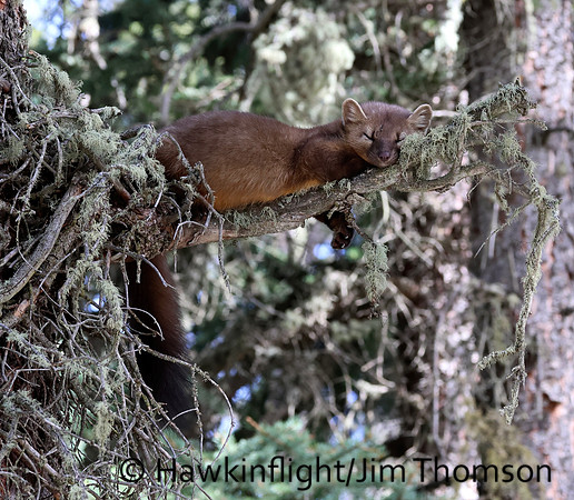 Pine Marten