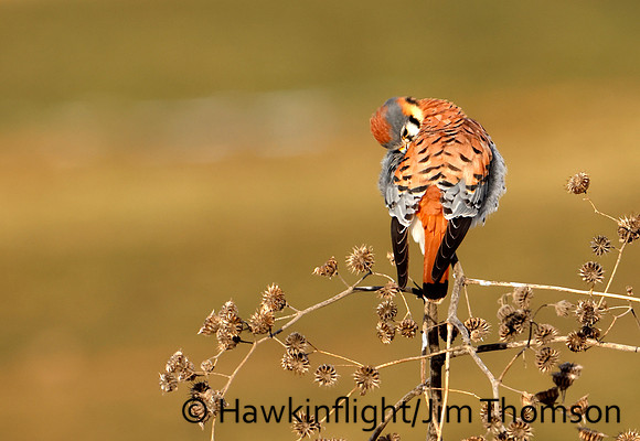 American Kestrel