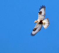 Rough-legged Hawk
