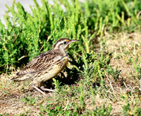 Western Meadowlark