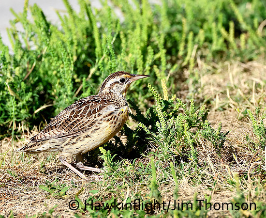 Western Meadowlark