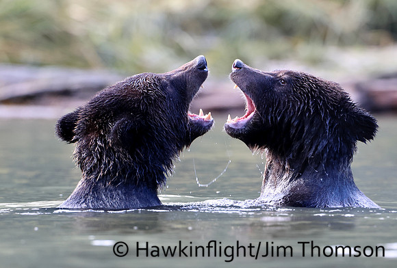 Grizzly Bear