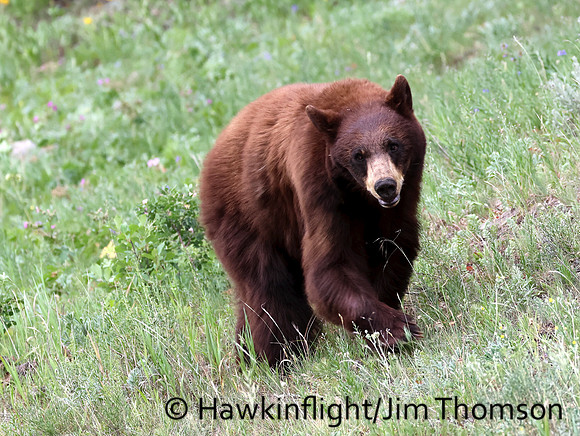Black Bear