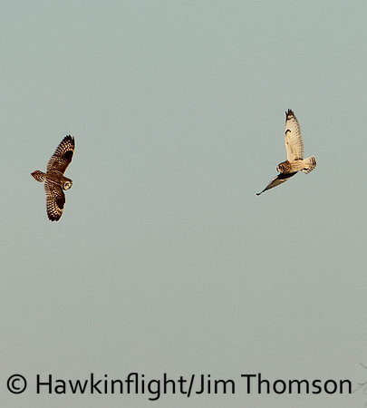 Short-eared Owl