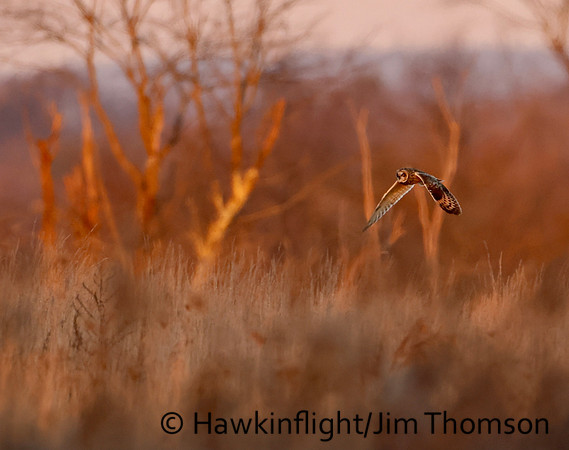 Short-eared Owl