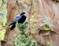Common Raven