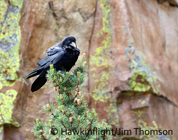 Common Raven