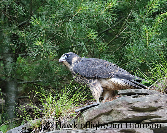 Peregrine Falcon