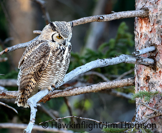 Great Horned Owl