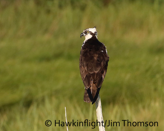 Osprey