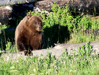 Grizzly Bear