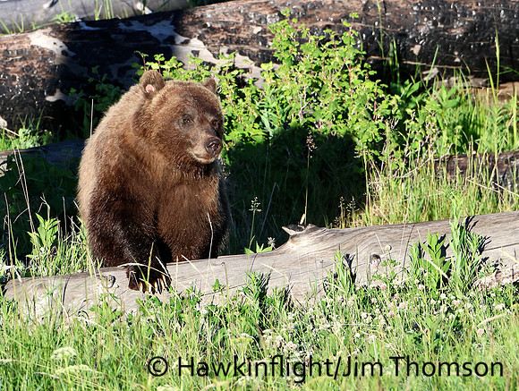 Grizzly Bear