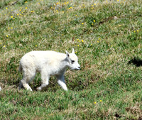 Mountain Goat