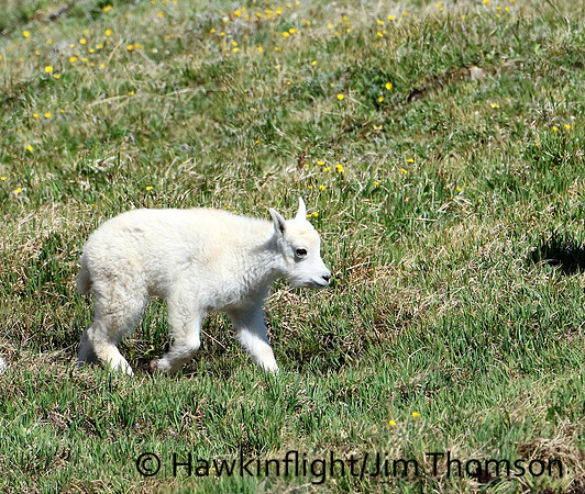 Mountain Goat