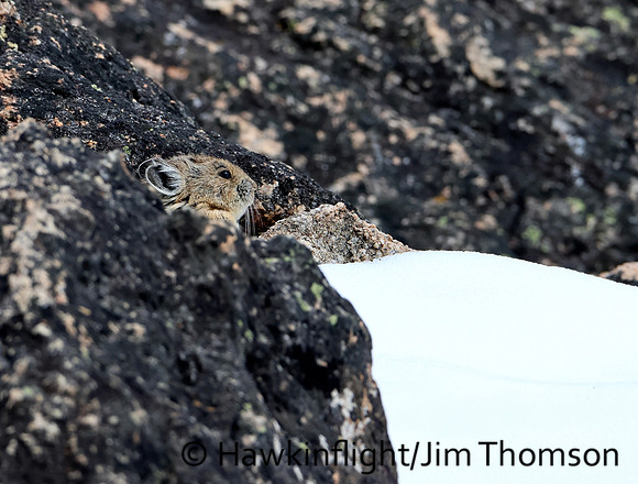 American Pika