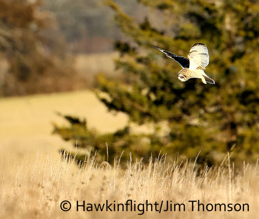 Short-eared Owl