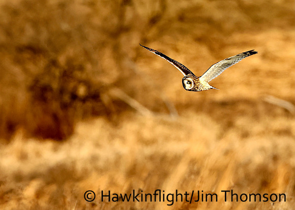 Short-eared Owl