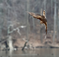 Northern Harrier