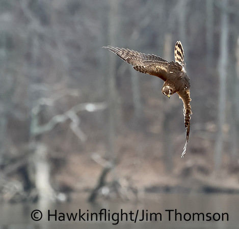 Northern Harrier