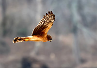 Northern Harrier