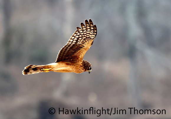 Northern Harrier