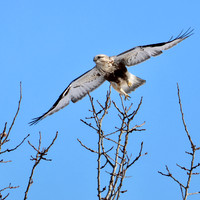 Rough-legged Hawk