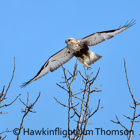 Rough-legged Hawk