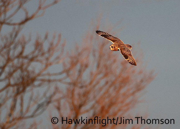 Short-eared Owl