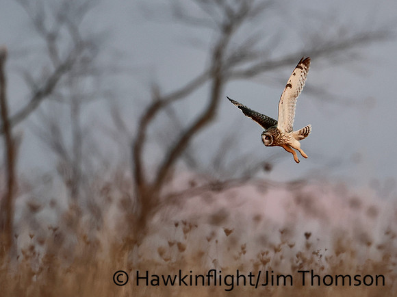 Short-eared Owl