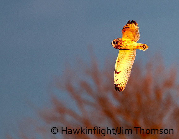 Short-eared Owl