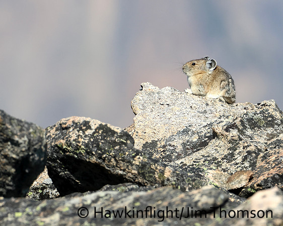 American Pika