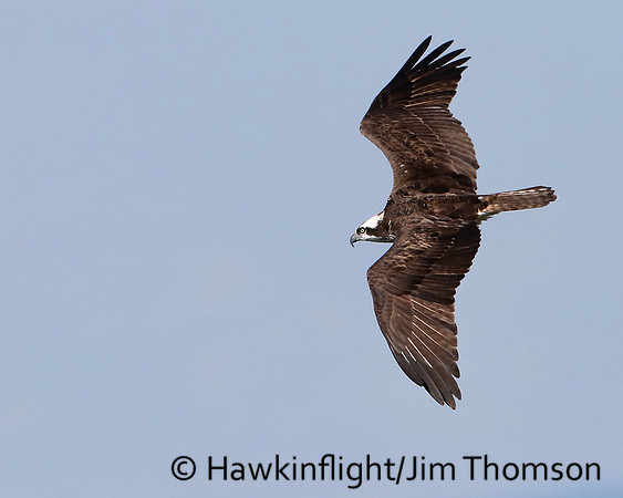 Osprey