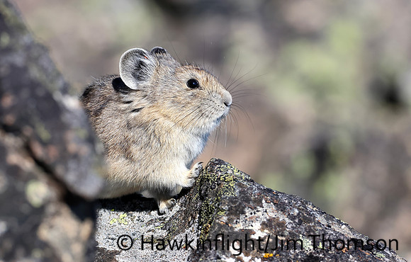 American Pika