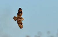 Short-eared Owl