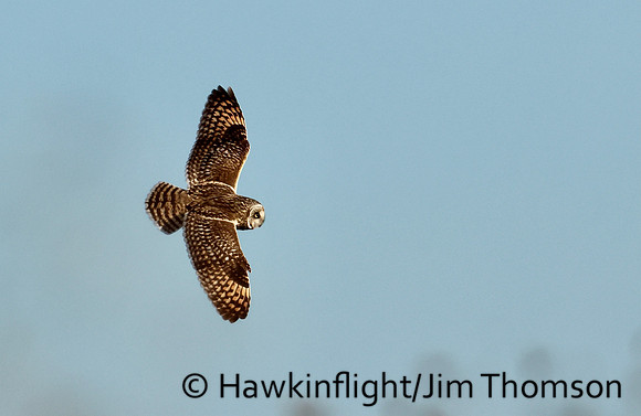 Short-eared Owl